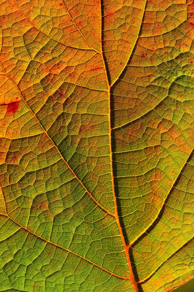 Visuele weergave van spataderen in de benen en mogelijke behandelopties door een huidtherapeut
