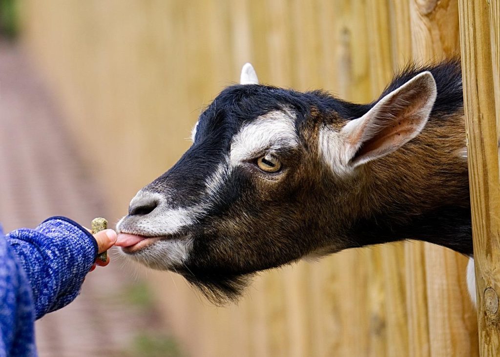 Kinderboerderij in Alkmaar met kinderen die dieren voeren en aaien in een groene buitenomgeving