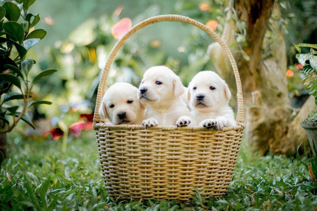 Hondenfokker in Heerlen toont gezonde puppy's in schone fokkerij omgeving