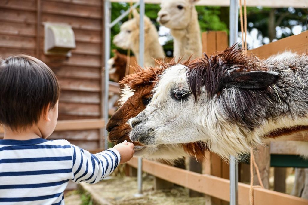 Kinderen spelen en interacteren met dieren op de Kinderboerderij in Veenendaal, een plek voor natuur en ontspanning