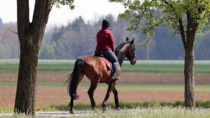 Home Ruiter op paard langs de Nieuwe Waterweg in Maassluis met uitzicht op water en historische architectuur